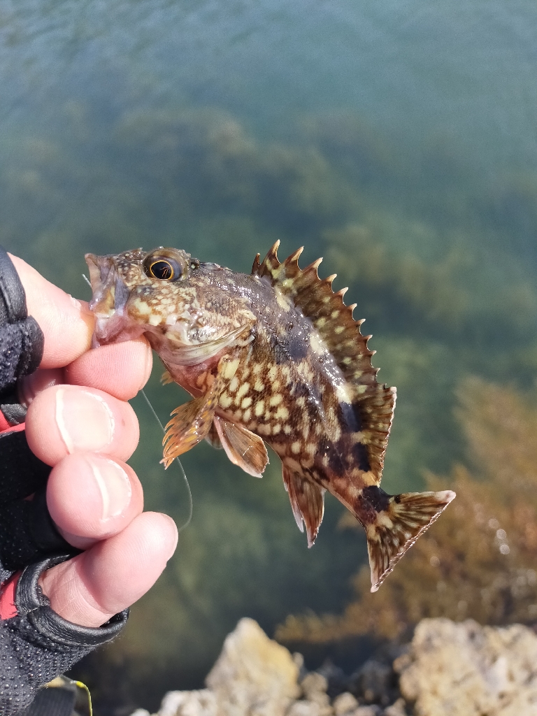 アオリイカを狙いだったんだけど