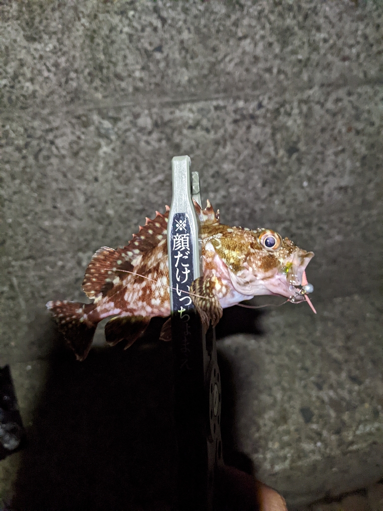 それでも釣りに行く…