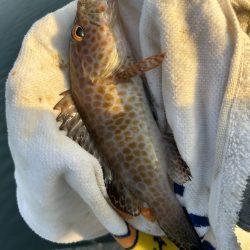 久々にガッシー