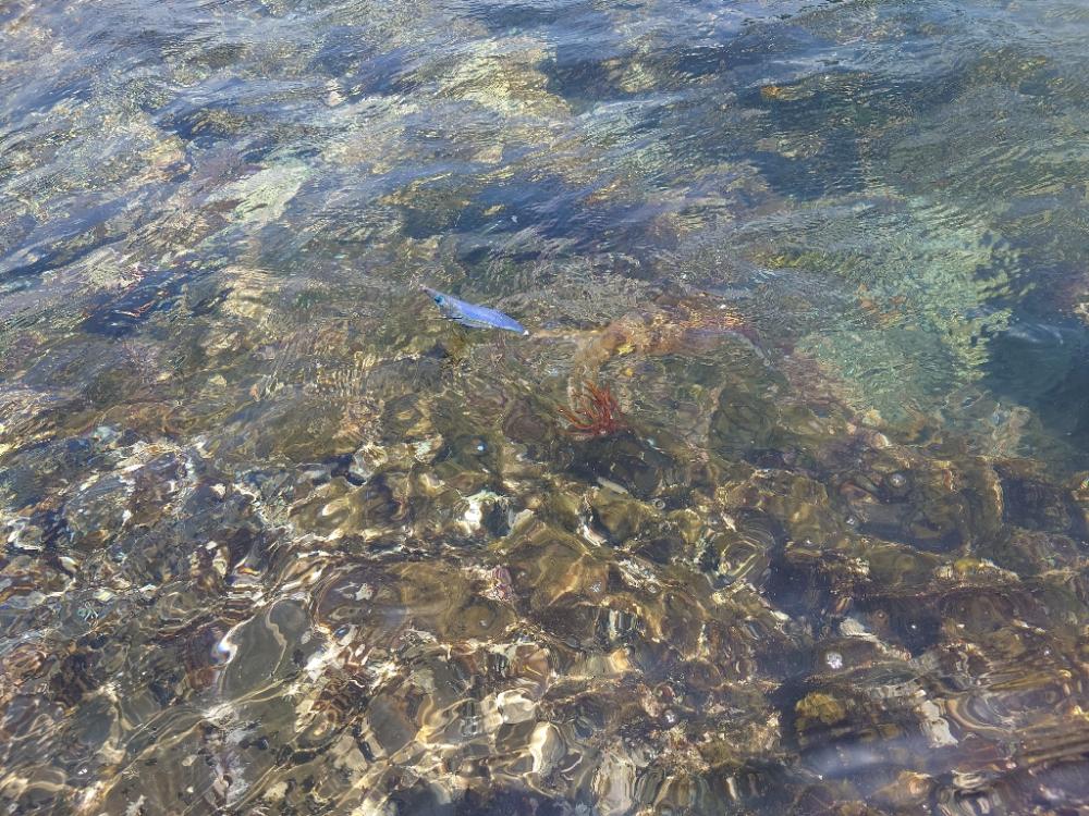 子イカエガングIN対馬