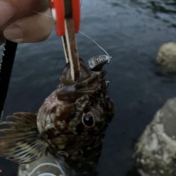 小潮の夕まずめに小1時間