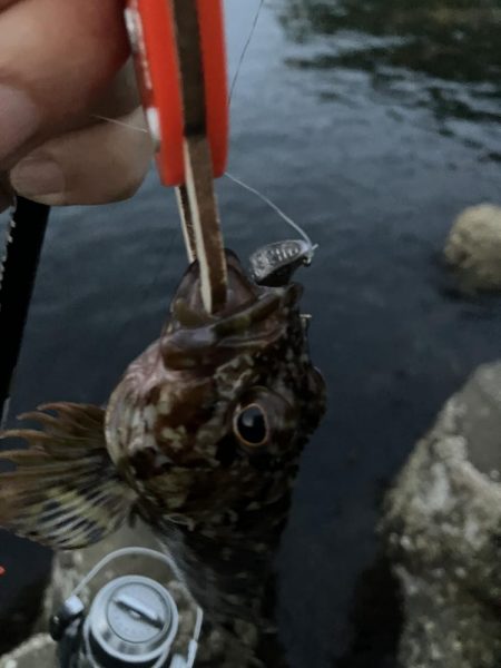 小潮の夕まずめに小1時間