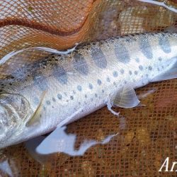 ブドウムシで良型連発!