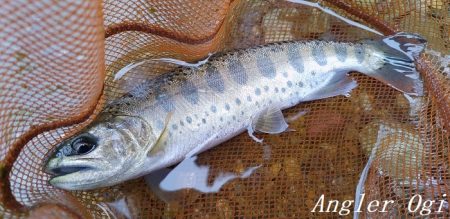 ブドウムシで良型連発!