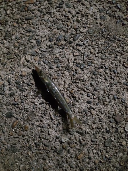 もう少しサイズが上がれば…