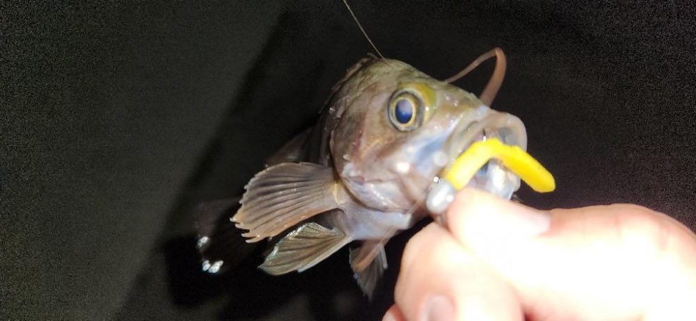 ライトフィッシング最高