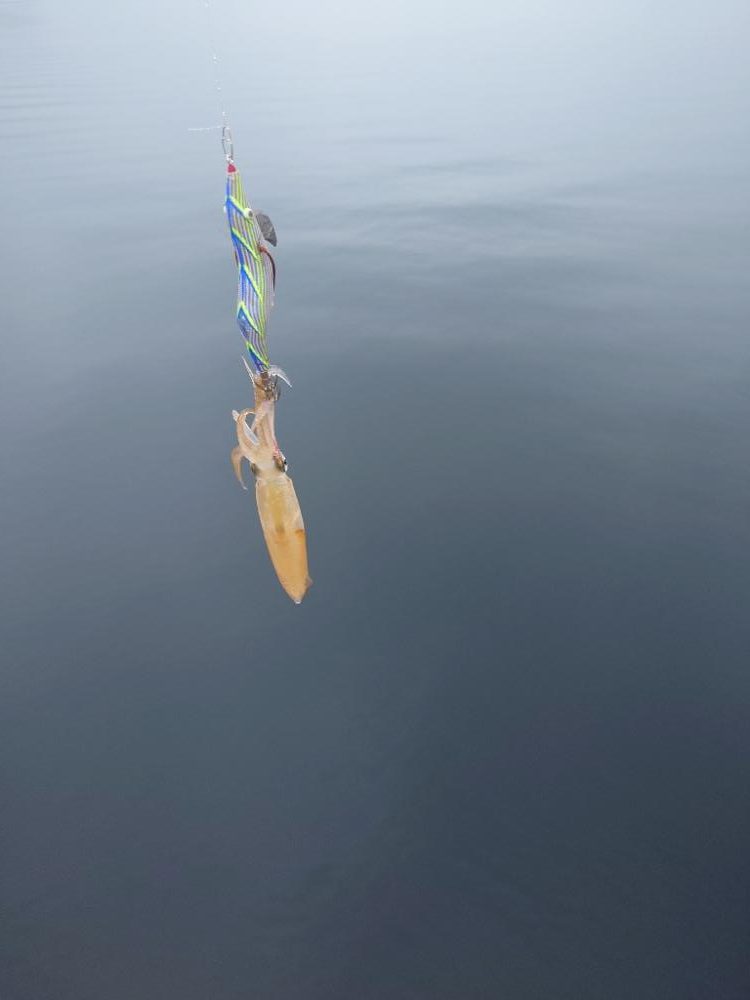 激渋エギングIN対馬