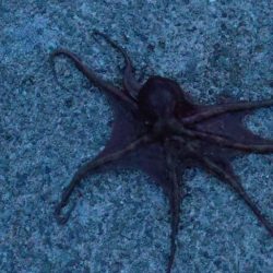 🐙４ヶ月ぶりのタコちゃん&…