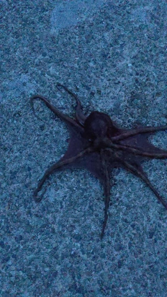 🐙４ヶ月ぶりのタコちゃん🐙