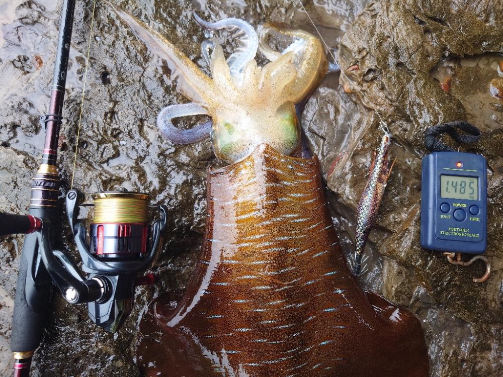 雨風エギングIN対馬