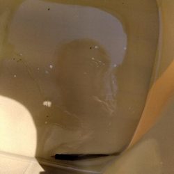 ファミリーフィッシング