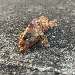 よく引くオオモン!