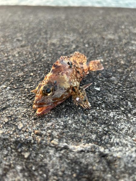 よく引くオオモン!