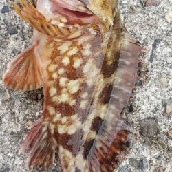 アジ調査@下津周辺