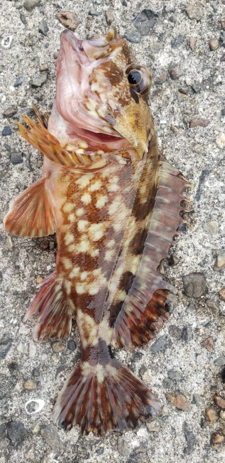 アジ調査@下津周辺