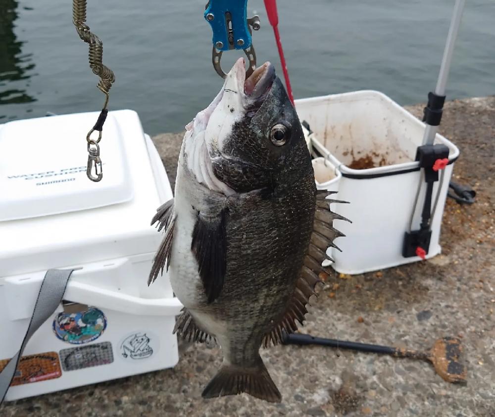 ふかせ釣り第三戦💦遠矢浮き短時間勝負🙋
