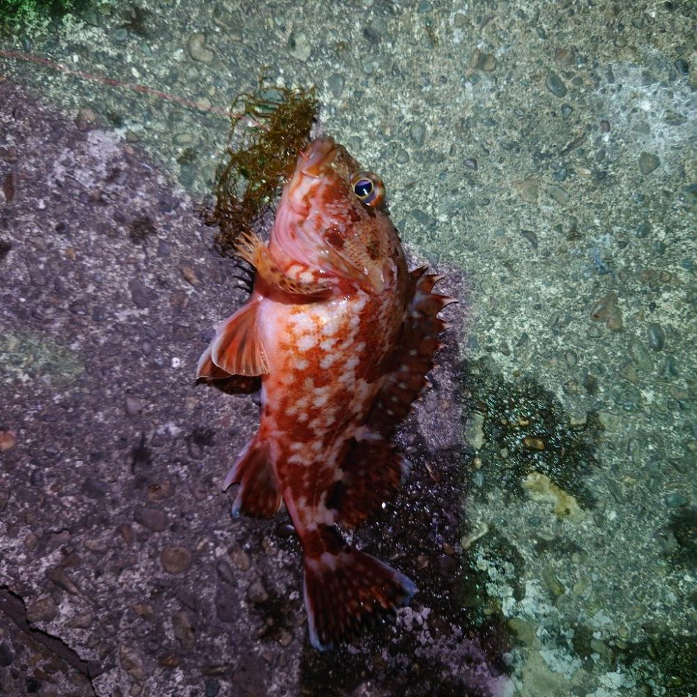 久々のエサ釣り