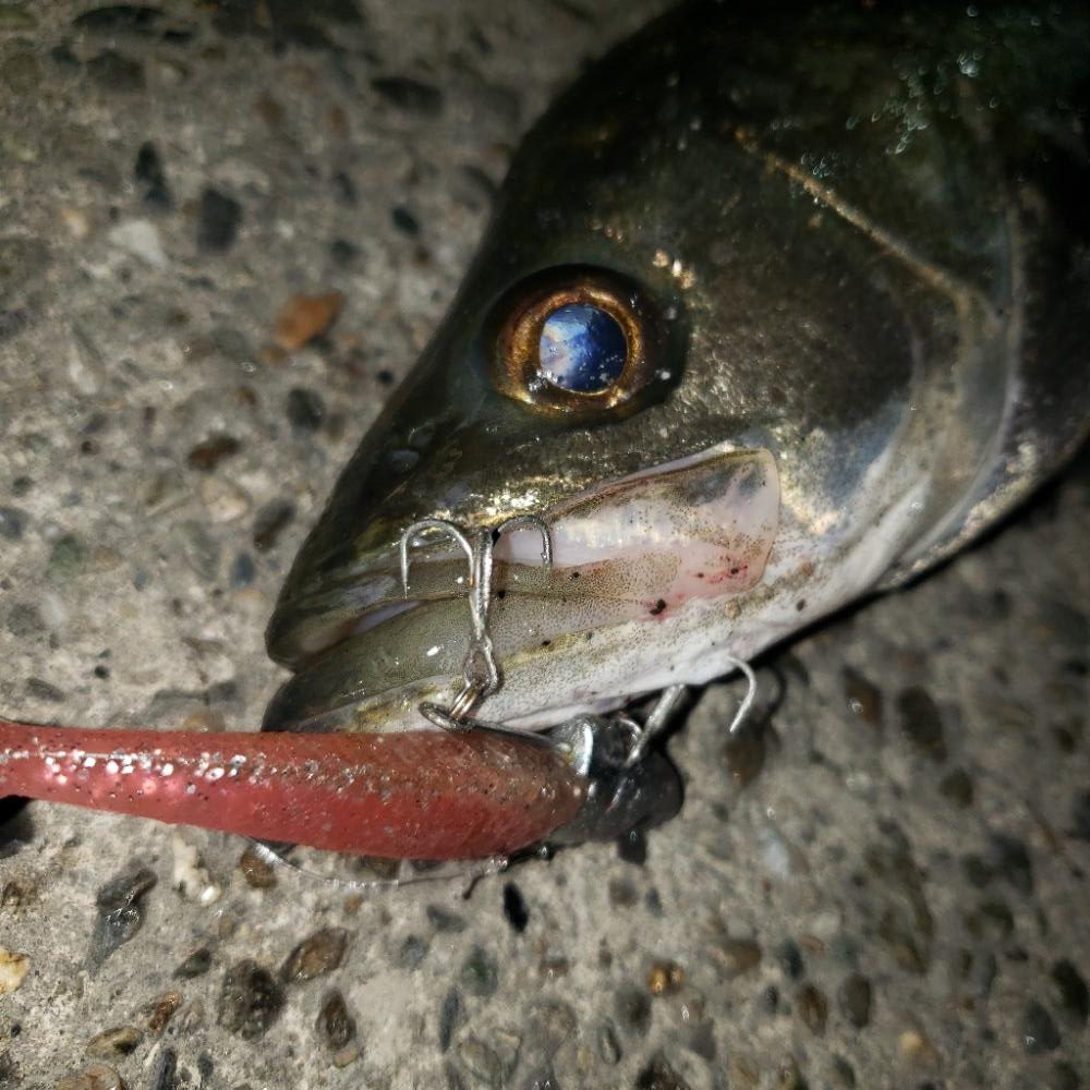 スズキとセイゴ