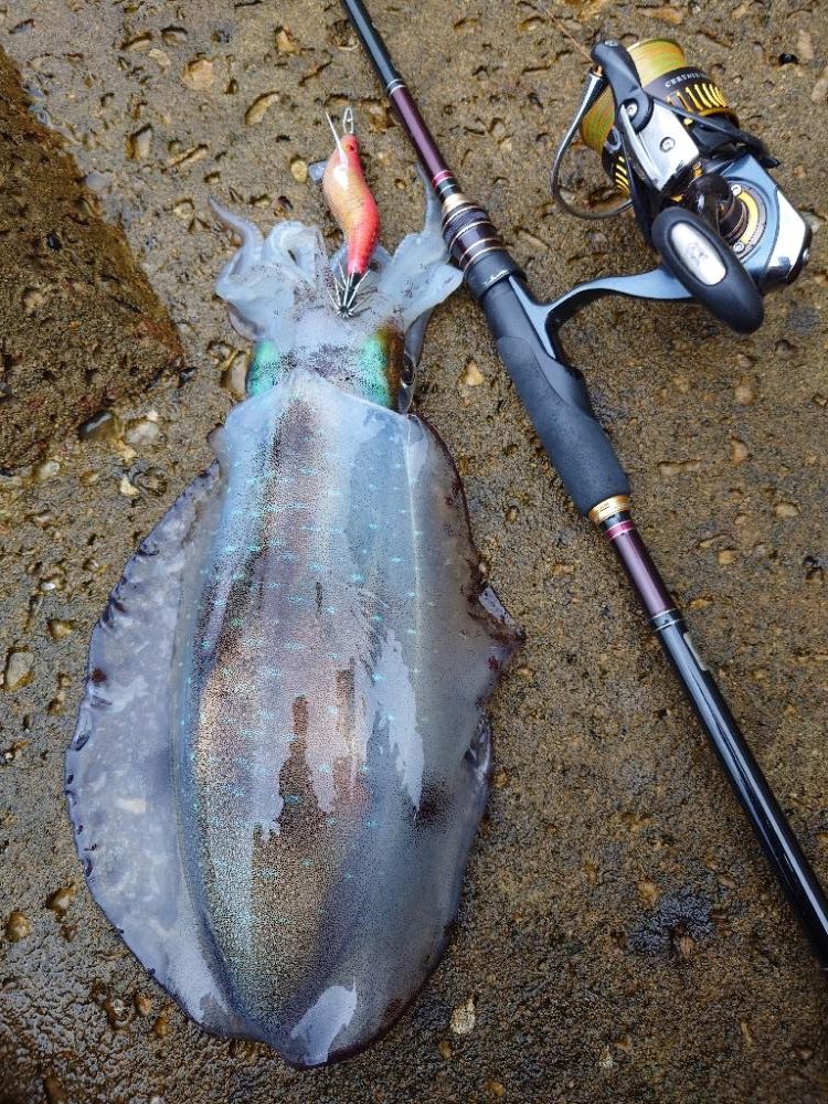 数釣りエギングIN対馬