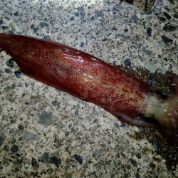 セフィアリミテッド墨付け