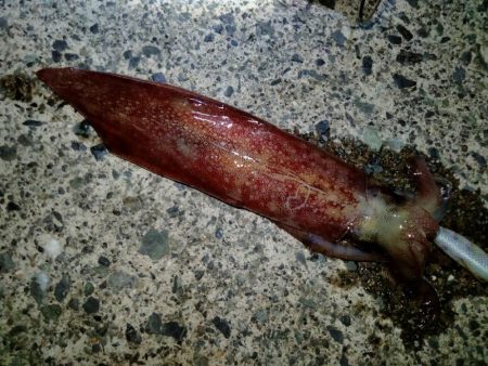 セフィアリミテッド墨付け