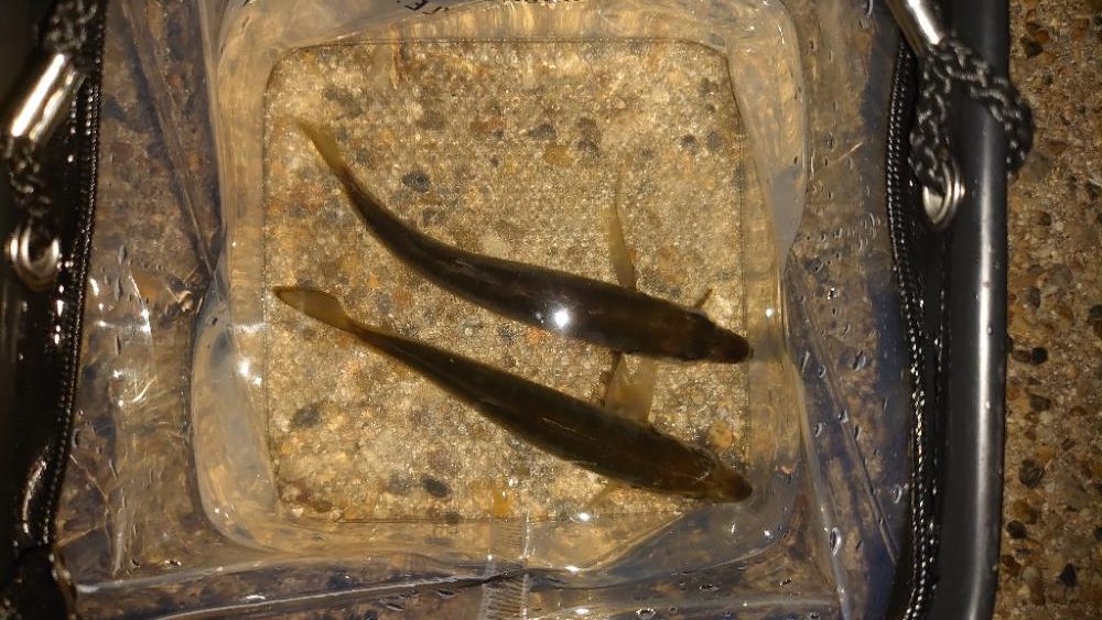 やっぱりアジングは難しいね!