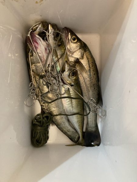 ショアジギング