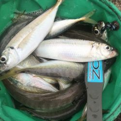 朝マズメのアジ釣り