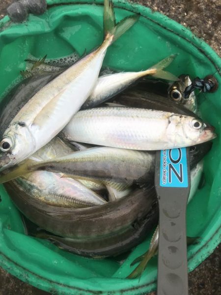 朝マズメのアジ釣り