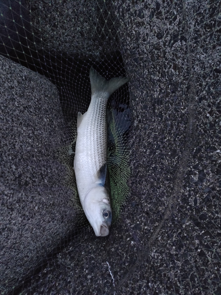 久々のシーバス