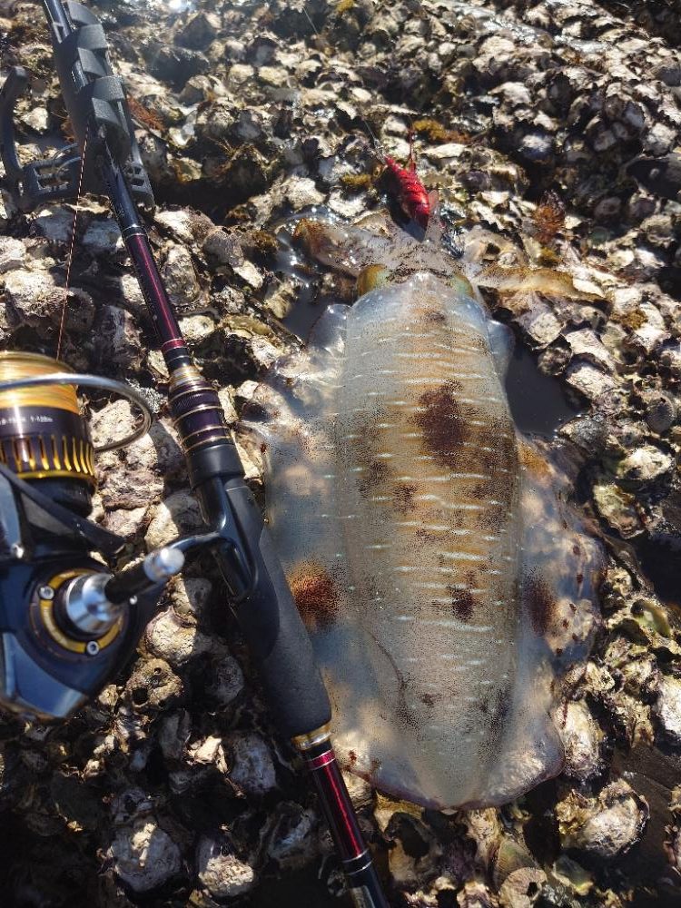 ランガンエギングIN対馬