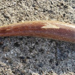 アジ探し@下津周辺