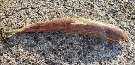 アジ探し@下津周辺