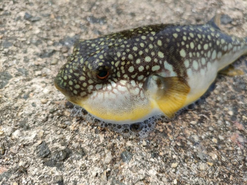 けっきょくは穴釣り