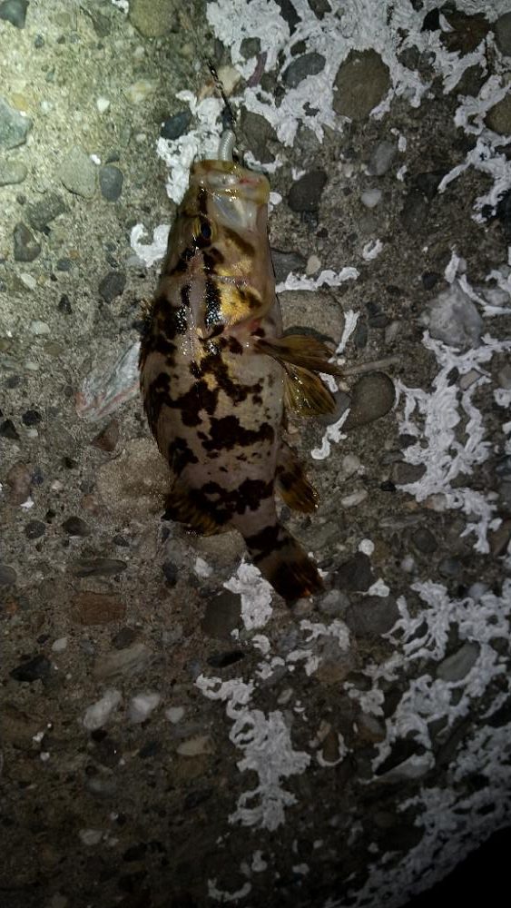 メバルを求めて