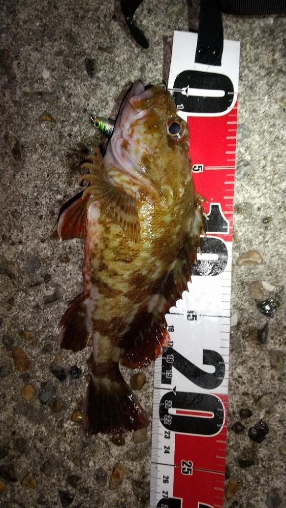 メバルを求めて