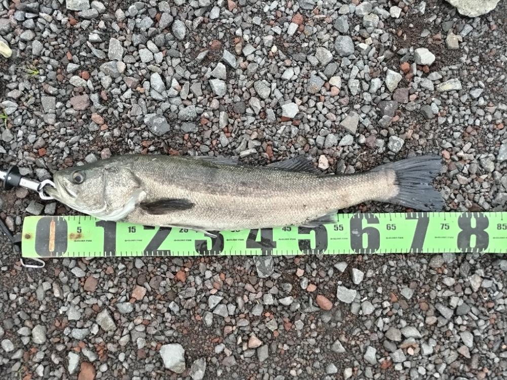 シーバス釣れました!