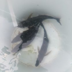 本命シマアジ釣れず。。でも外道は良好‼️