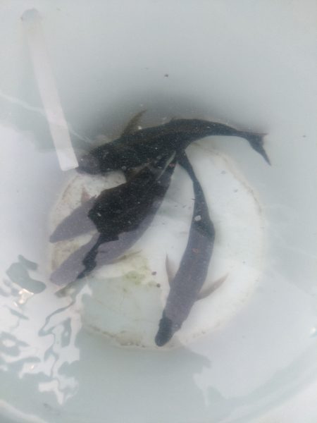 本命シマアジ釣れず。。でも外道は良好‼️