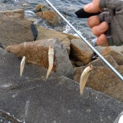 苅屋海岸のキス釣り