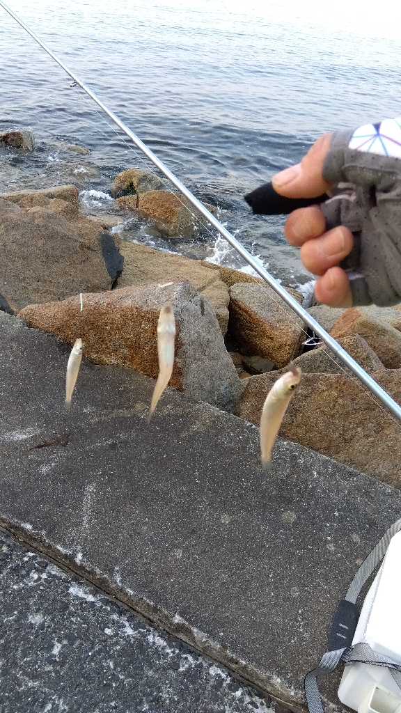 苅屋海岸のキス釣り