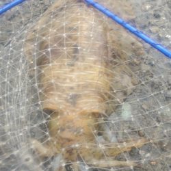 エギング　今季最大