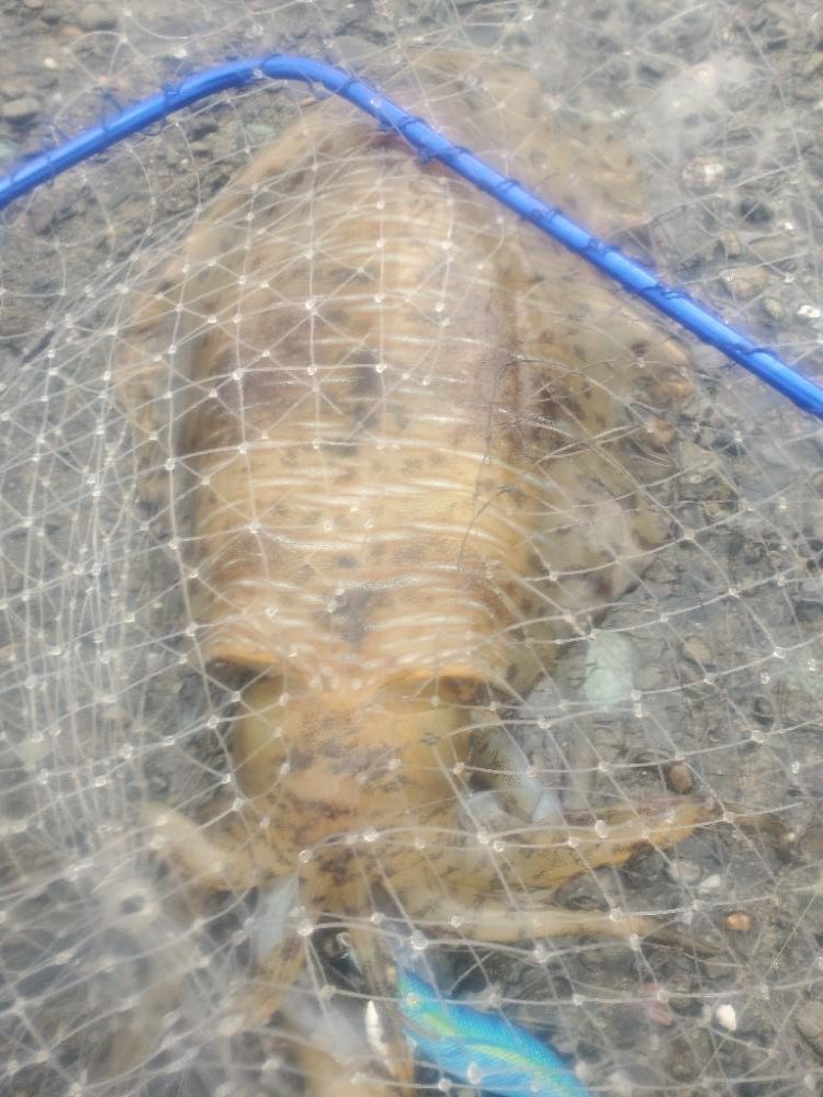 エギング　今季最大