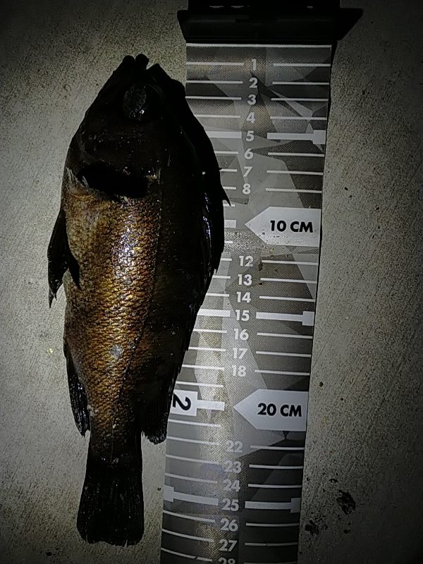 根魚だけは好調