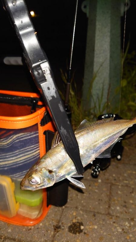 新いた水汲みバケツ