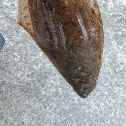 青物じゃなかった