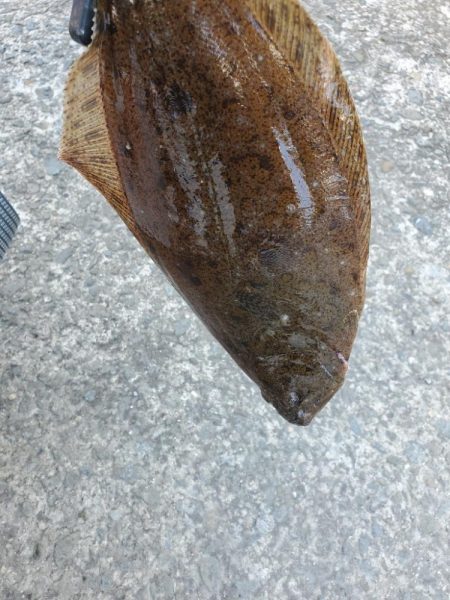 青物じゃなかった