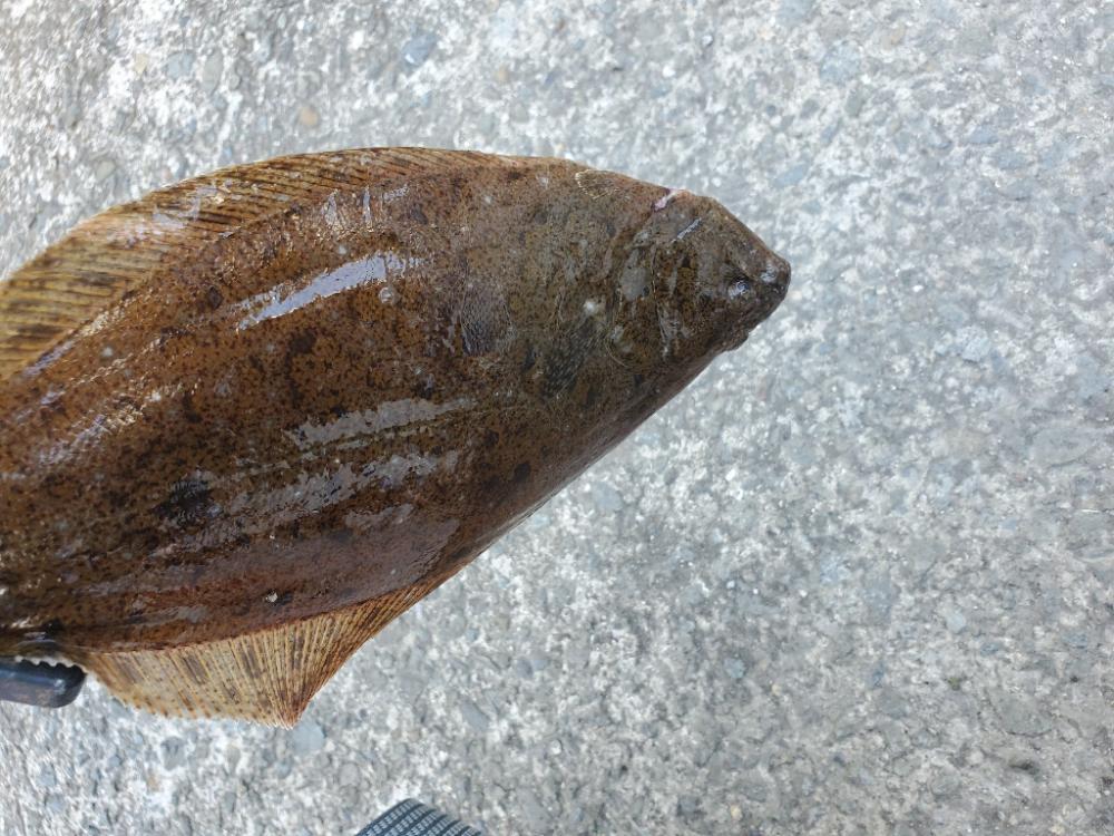 青物じゃなかった