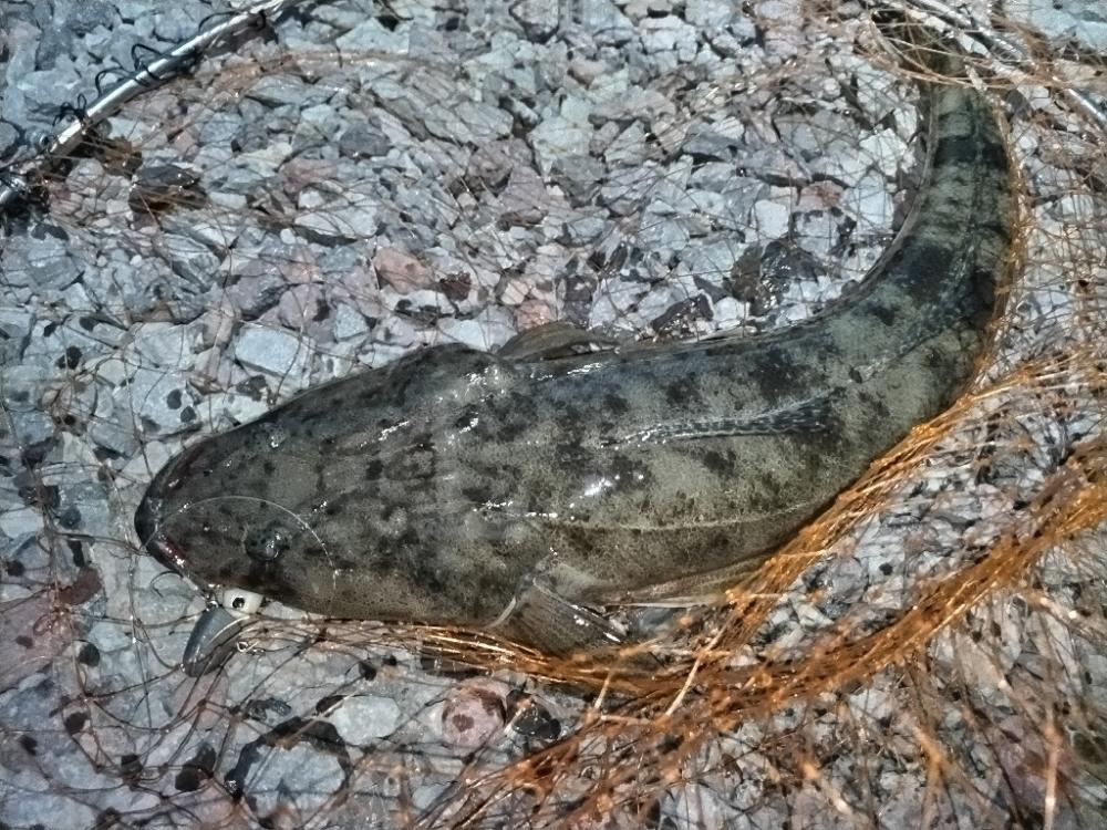 マゴチ釣れました!