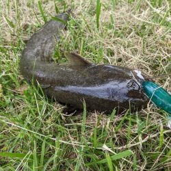 癒しのナマズ釣り